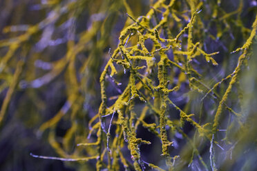 New Zealand, detail of a moss-grown branch - MRF01818