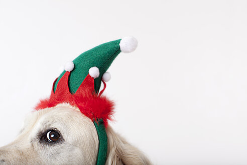 Close up of dog wearing Christmas hat - CAIF01678