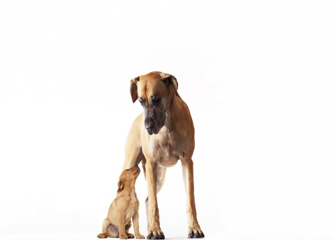 Mother dog standing with puppy stock photo