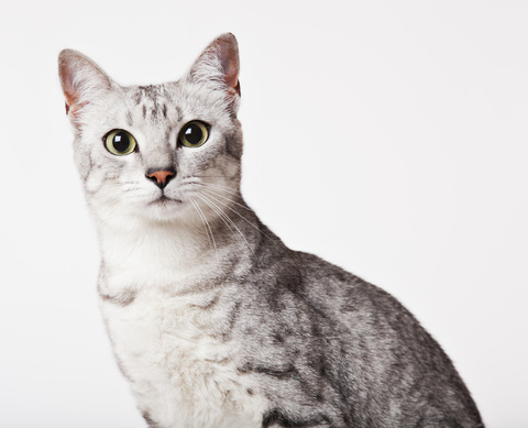 Nahaufnahme des Gesichts einer Katze, lizenzfreies Stockfoto