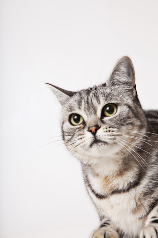 Nahaufnahme des Gesichts einer Katze, lizenzfreies Stockfoto