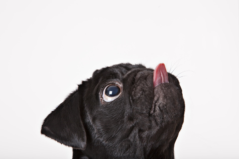 Nahaufnahme eines Hundes, der sein Gesicht leckt, lizenzfreies Stockfoto