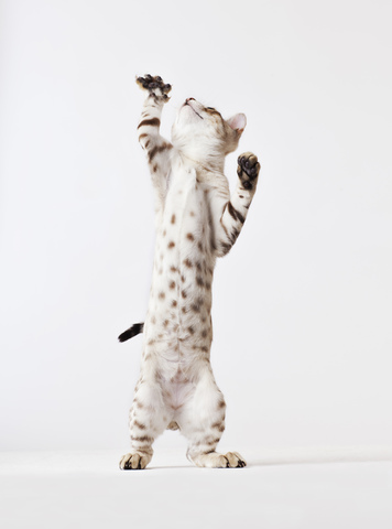 Katze auf den Hinterbeinen stehend, lizenzfreies Stockfoto