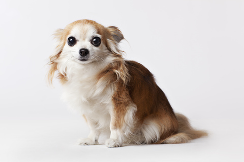 Hund sitzt auf dem Boden, lizenzfreies Stockfoto