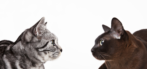 Katzen, die sich gegenseitig anschauen, lizenzfreies Stockfoto