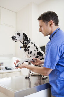 Tierarzt bei der Untersuchung eines Hundes in der Tierarztpraxis - CAIF01714
