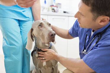Veterinarians examining dog in vet's surgery - CAIF01716