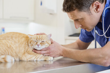 Tierarzt bei der Untersuchung einer Katze in der Tierarztpraxis - CAIF01717
