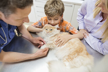 Veterinarian and owners examining cat in vet's surgery - CAIF01721