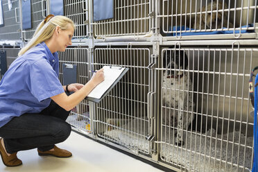 Vet checking dogs in kennel - CAIF01722