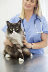 Veterinarian examining cat in vet's surgery - CAIF01723