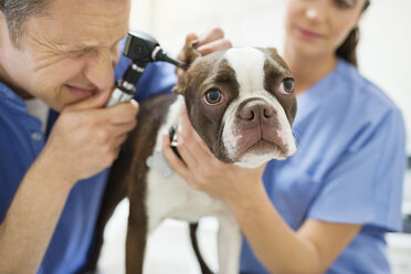 Veterinarians examining dog in vet's surgery - CAIF01724