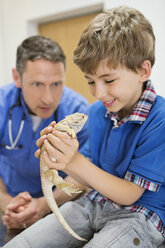 Veterinarian and owner examining lizard in vet's surgery - CAIF01729