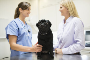 Tierarzt und Besitzer diskutieren über den Hund in der Tierarztpraxis - CAIF01733