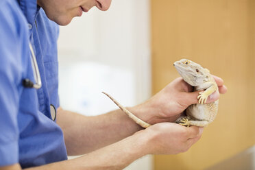 Tierarzt untersucht Eidechse in der Tierarztpraxis - CAIF01734