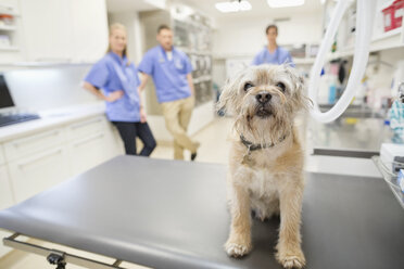 Hund sitzt auf dem Tisch in der Tierarztpraxis - CAIF01744