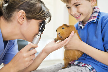 Boy holding guinea pig in vet examination - CAIF01746