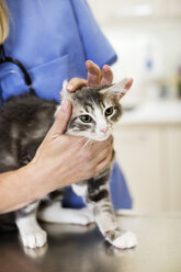 Tierarzt bei der Untersuchung einer Katze in der Tierarztpraxis - CAIF01747