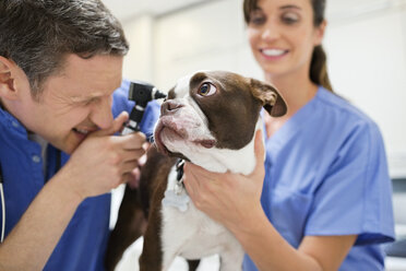 Veterinarians examining dog in vet's surgery - CAIF01749
