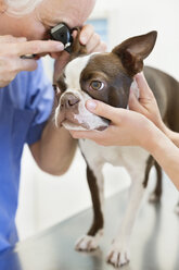 Tierarzt bei der Untersuchung eines Hundes in der Tierarztpraxis - CAIF01755