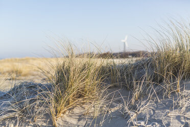 Deutschland, Mecklenburg-Vorpommern, Wustrow, Dünen- und Strandhafer - ASCF00822