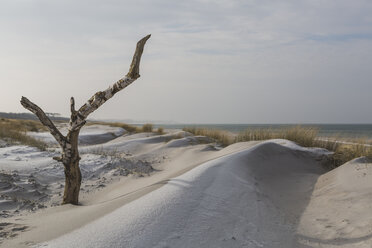 Deutschland, Mecklenburg-Vorpommern, Darss, Ostsee, Weststrand, Düne - ASCF00832