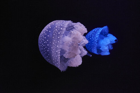 Blue and purple shining jellyfishes in front of black background - MRF01841