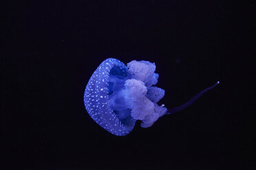 Blue shining jellyfish in front of black background - MRF01842