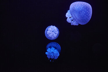 Blue shining jellyfish in front of black background - MRF01843