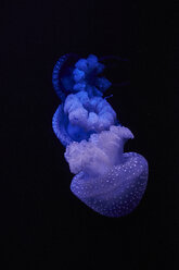 Blue shining jellyfish in front of black background - MRF01844