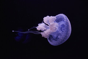 Blue shining jellyfish in front of black background - MRF01845