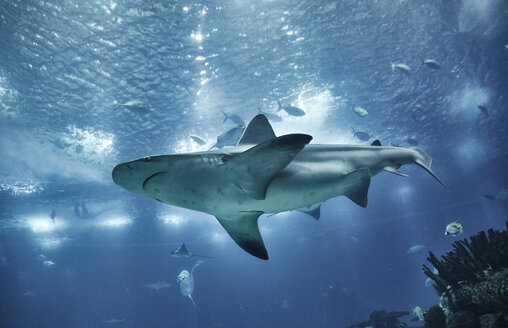 Portugal, Lisbon, Oceanario de Lisboa, aquarium with shark - MRF01846