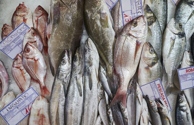 Portugal, Lissabon, frischer Fisch - MRF01851