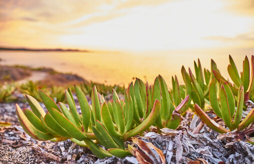 Italien, Sardinien, Lu Litarroni, Pflanzen bei Sonnenuntergang - MRF01894