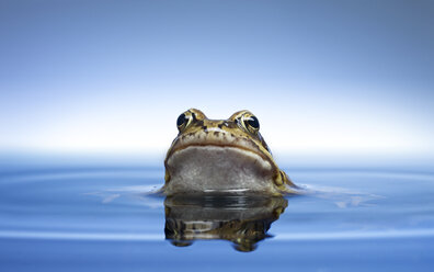 Frog peeking out of water - CAIF02093