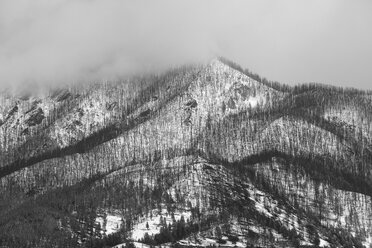 Bäume an einem verschneiten Berghang - CAIF02109