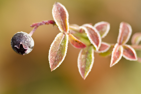 Nahaufnahme einer frostigen Heidelbeerpflanze, lizenzfreies Stockfoto