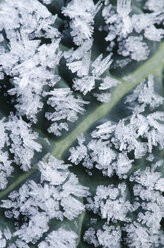 Close up of frost crystals on dinosaur kale leaf - CAIF02126