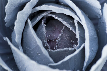 Close up of frosty cabbage plant - CAIF02129