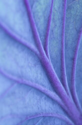 Close up of veins in cabbage leaf - CAIF02132