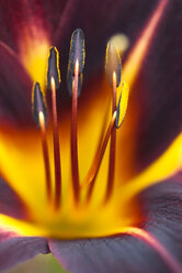 Nahaufnahme einer Taglilie - CAIF02135