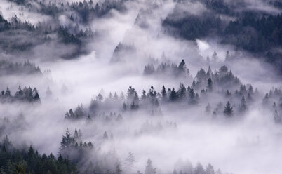 Luftaufnahme von Nebel, der über den Wald zieht - CAIF02137