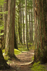 Dirt path in forest - CAIF02143