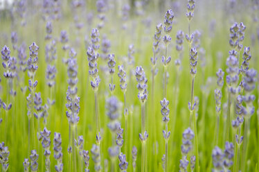 Nahaufnahme von Lavendel auf einem Feld - CAIF02146