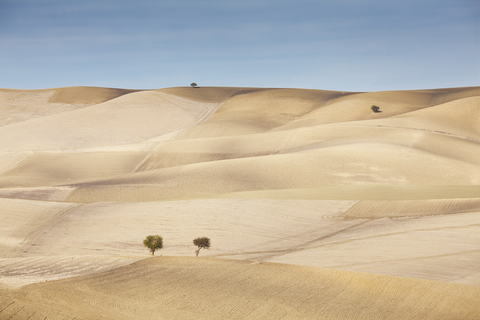 Bäume in einer trockenen ländlichen Landschaft, lizenzfreies Stockfoto