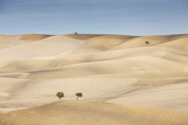 Trees growing in dry rural landscape - CAIF02154