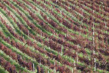 Luftaufnahme der Weinberge - CAIF02164