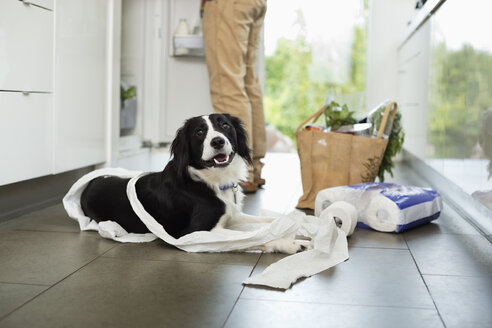 Hund rollt Toilettenpapier auf dem Boden ab - CAIF02187