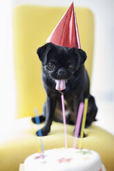 Hund mit Partyhut prüft Geburtstagstorte - CAIF02202