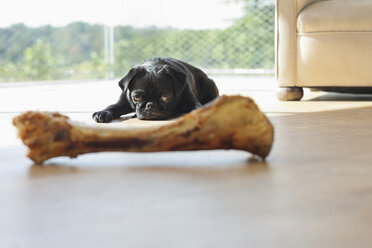 Dog resisting bone in living room - CAIF02213